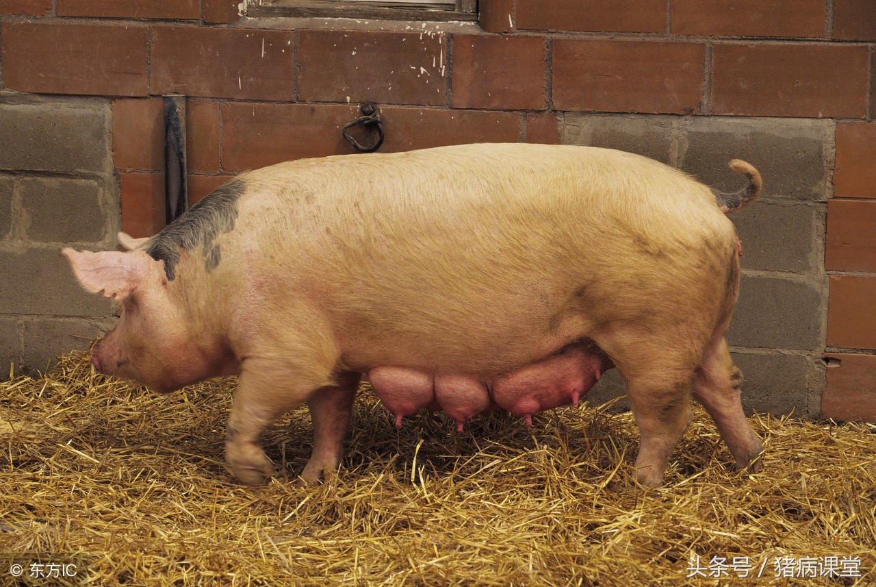 母猪各阶段的饲料选择与控制措施,母猪产前产后管理方法怎么管理