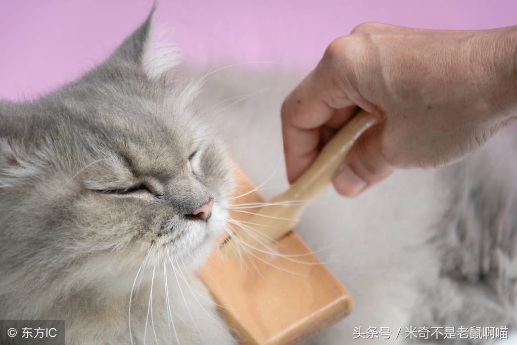 猫咪剃毛的正确方法视频,夏天给猫咪剃毛好不好