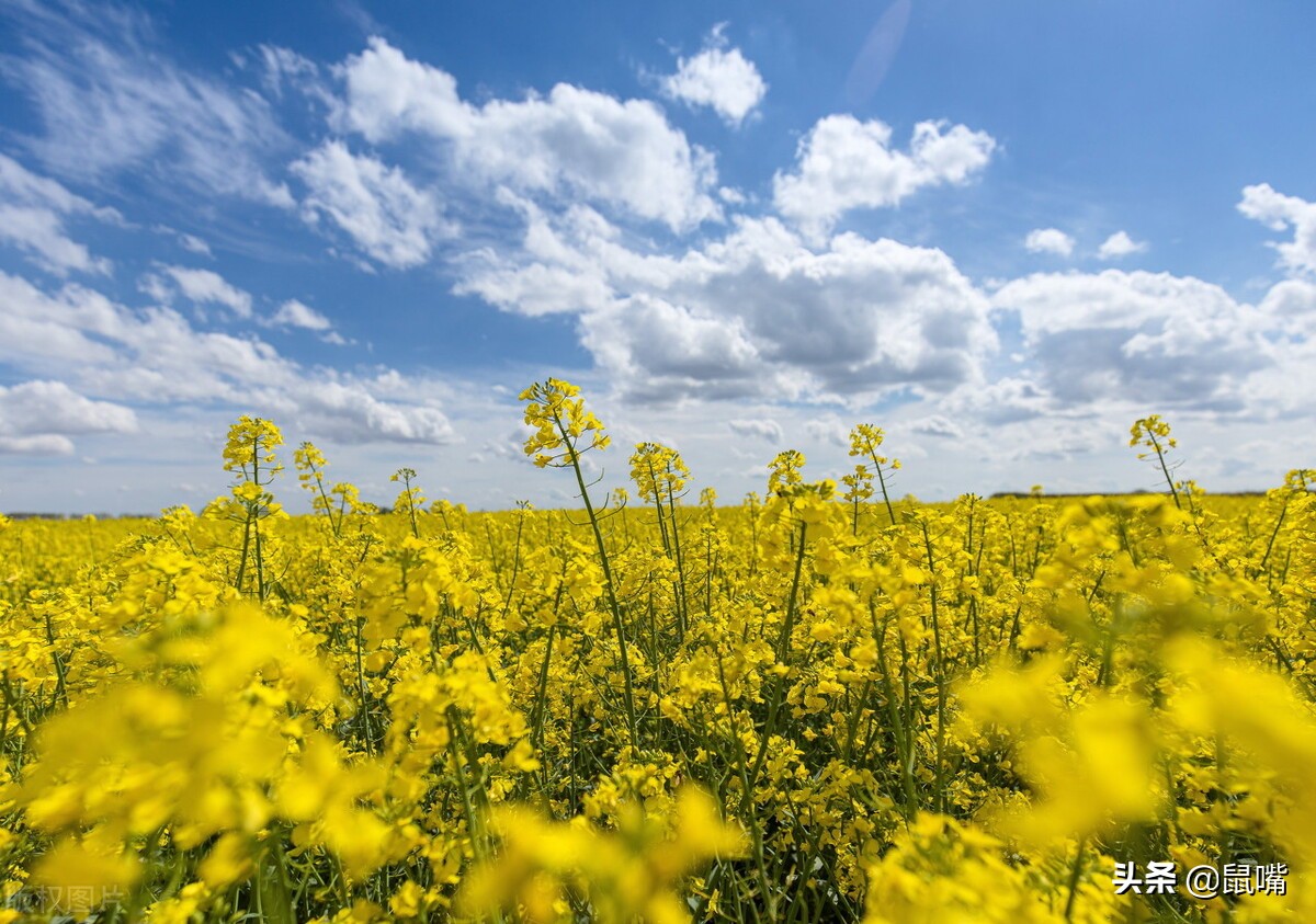 世说新语原文和译文,世说新语原文及翻译陈太丘与友期