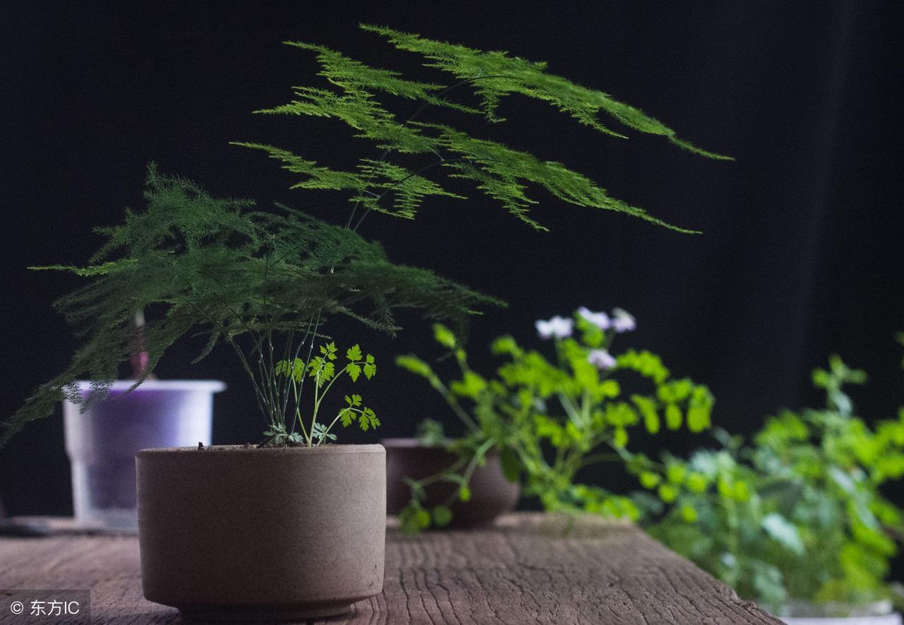 50种常见的球根花卉图片香雪兰,办公室常见花卉