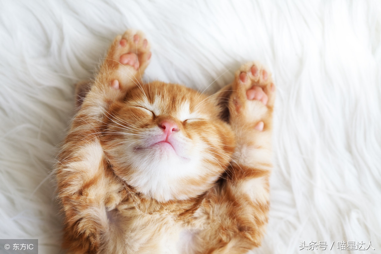 养猫的基本知识和方法,猫要怎么养详细解答科学养猫