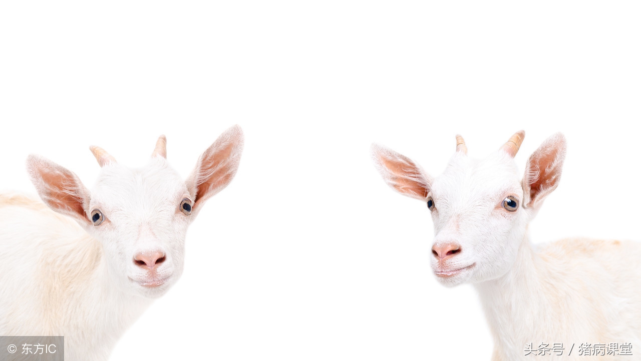 如何防控养殖场寄生虫病,养殖场怎么控制寄生虫