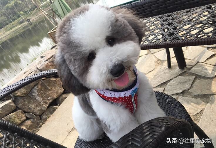 我家的黑色泰迪怎么是短毛,我家的泰迪为什么是浅黄色