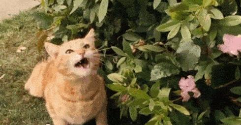 虐猫怎么处理最好,为什么虐猫的越来越多了