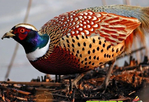 鐖风埛鏄釜鐚庝汉,鐖风埛鏄釜鐚庝汉鍗翠粠鏉ヤ笉鎵撶寧