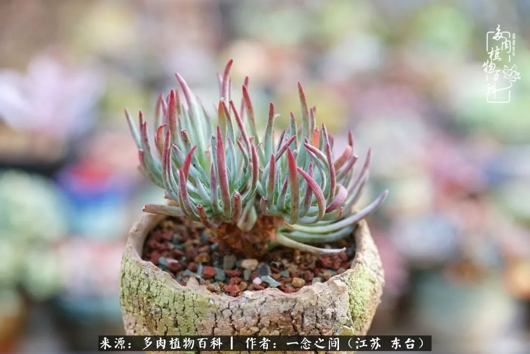 对多肉植物的爱心寄语,赏兰花感言