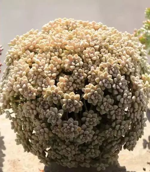 多肉早安图片大全,多肉大全100图