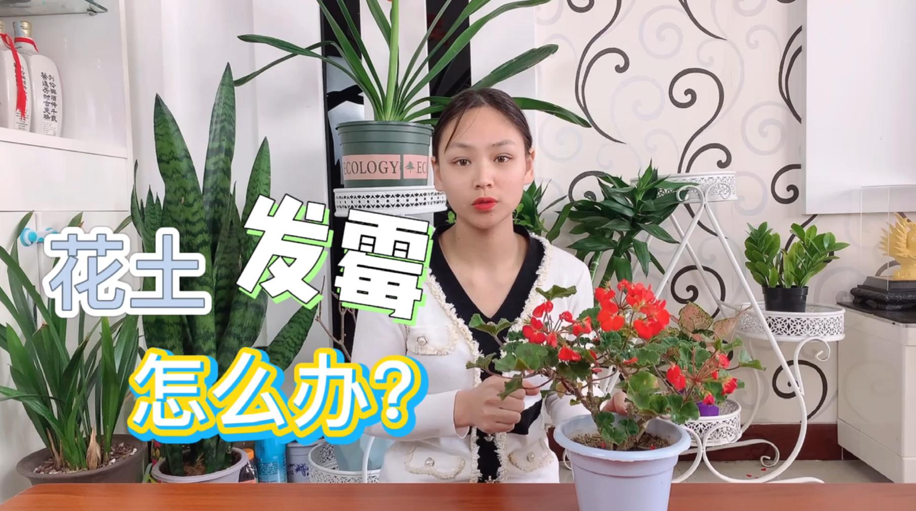 花土里长霉菌,花长霉菌了怎么办小妙招