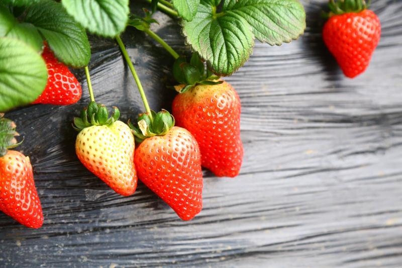 如何在网上买到真草莓,怎么在网上买正宗丹东草莓