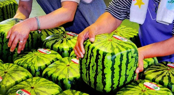 盘点十个日本的奇葩冷知识,你不知道的那些日本奇葩事