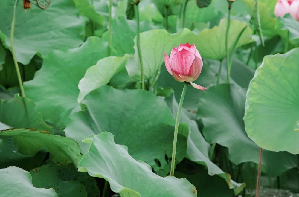 半汤温泉旅游攻略,半汤温泉养生度假区有哪些温泉