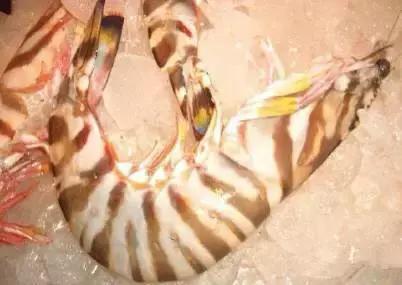 海南渔民整理的海鲜大全,渔民海鲜介绍