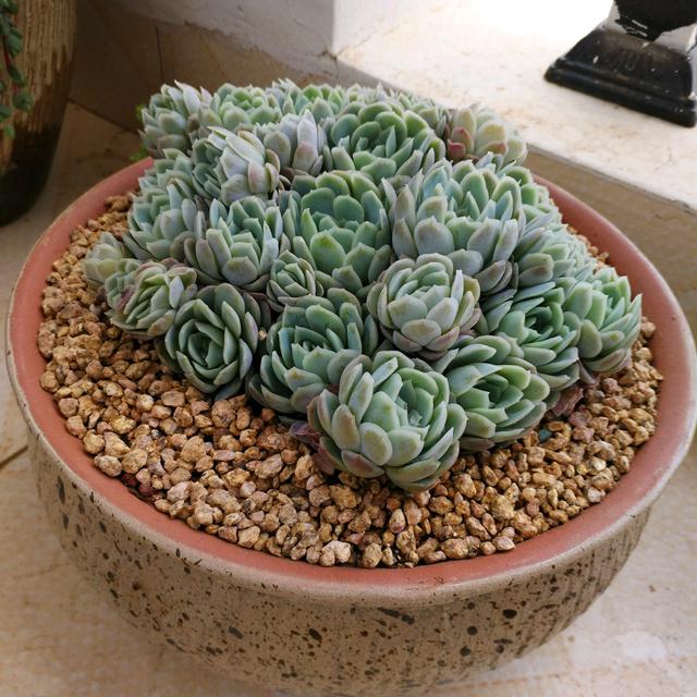 夏季养多肉冰梅,记住“3不要”,轻松养出群生状态