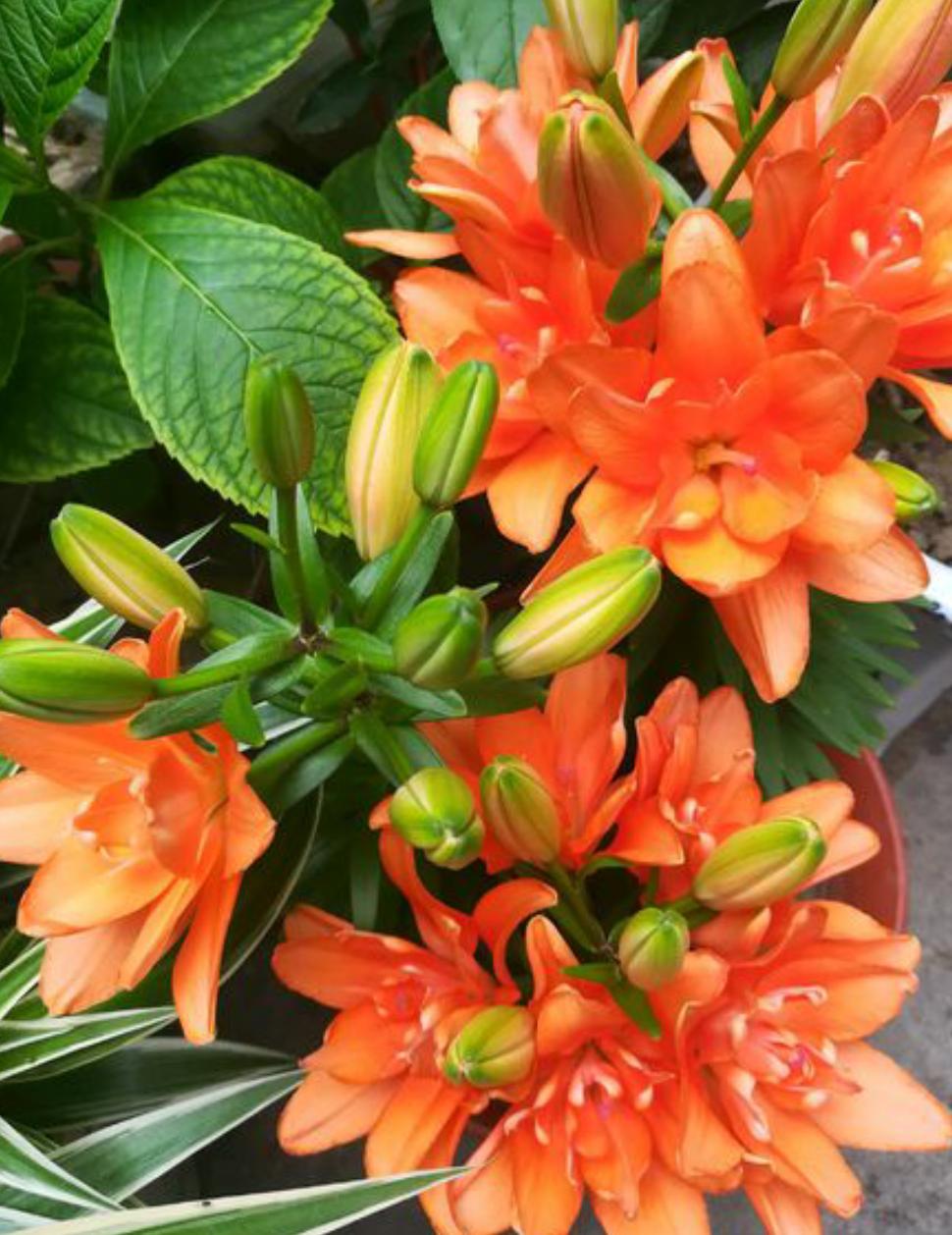 百合花怎么养才能使它开花不长高,百合花怎么养花期长得快