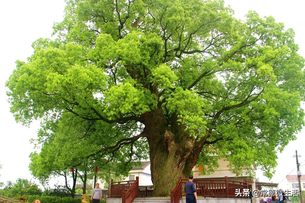 常德丹洲大草原介绍,丹洲草原风景