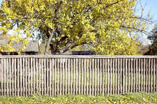 久别的庭院，古槐仍在原处，一树的阳光，正好