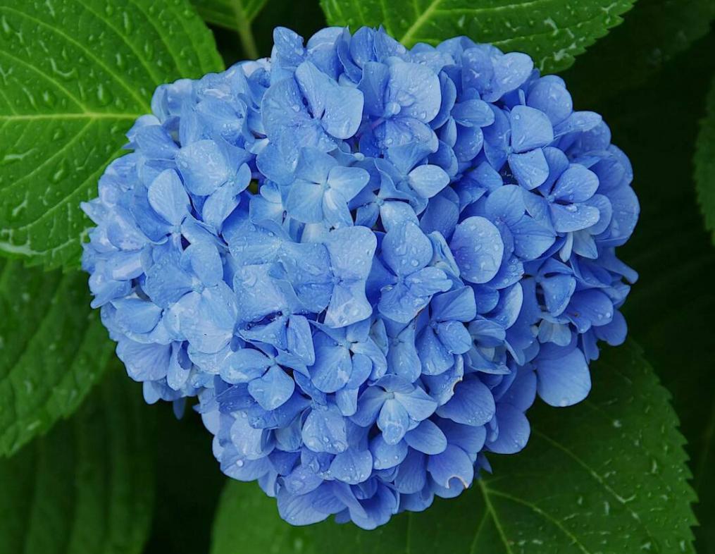 七夕还在送花？来个新玩法，带她去看世界上最昂贵的10种花