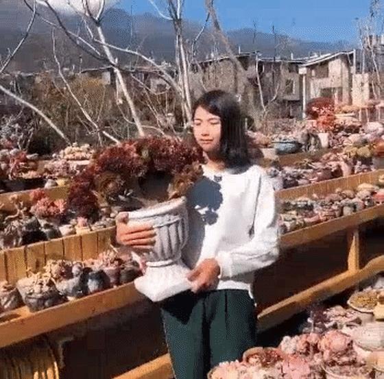 80后夫妻卖房来大理养30万盆多肉,80后夫妻卖房养多肉