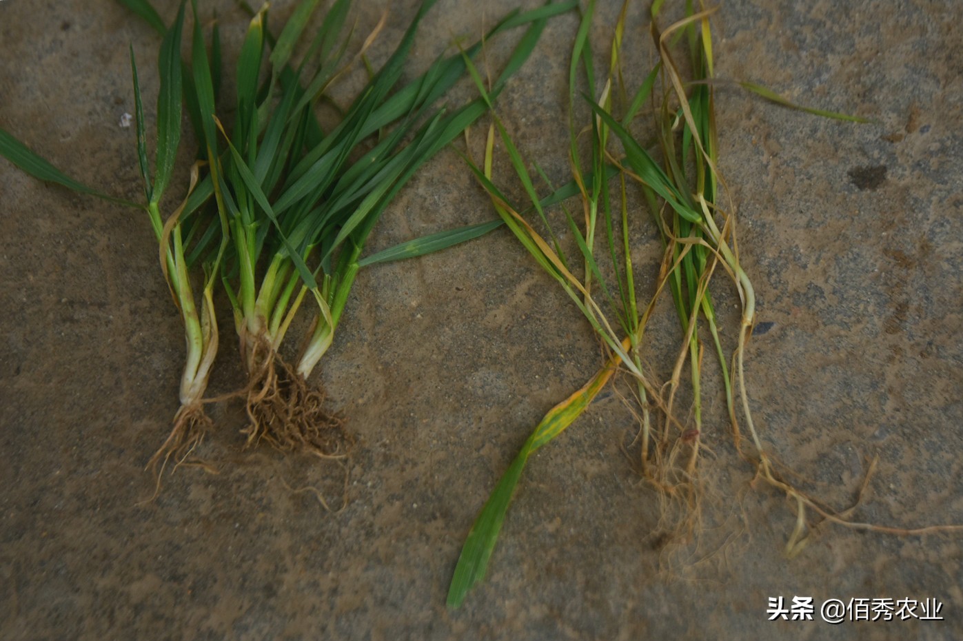 农民打工返乡，田间小麦发黄，怀疑肥料有问题，农技专家来帮忙