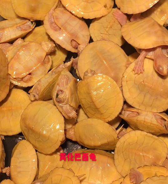 变异巴西龟养殖技巧图解,变异巴西龟养殖视频