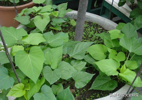 阳台种红薯几天浇一次水,阳台种棵红薯