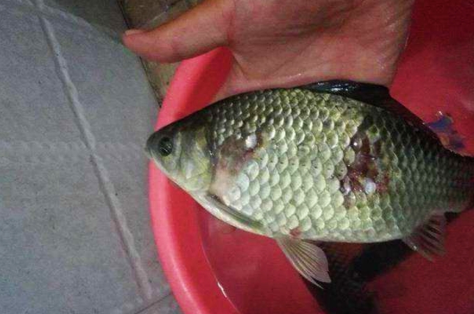 冬季大板鲫活体饵料,冬季大板鲫饵料排行榜第一名