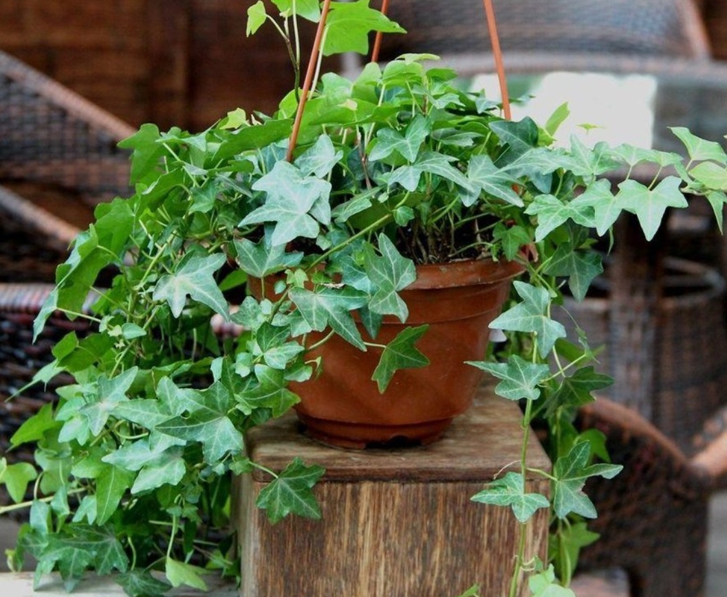 十种可以净化空气的植物,能净化空气又开花好看的室内植物