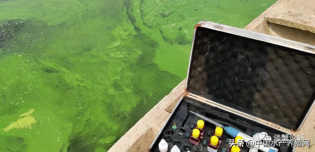 养殖螃蟹塘杀蓝藻要不要解毒,养殖塘口蓝藻的处理方法是什么