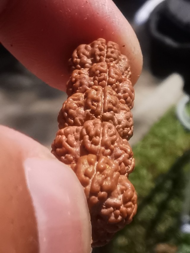 印尼金刚菩提是落地红吗,金刚菩提印尼跟尼泊尔