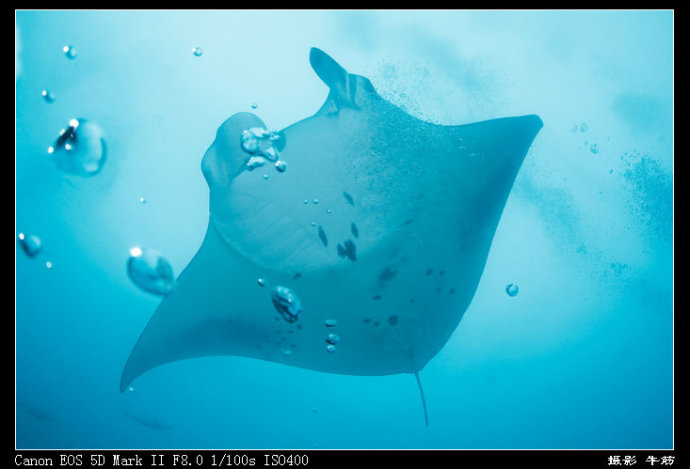 巨鲸轰炸机,鳐鱼战斗机