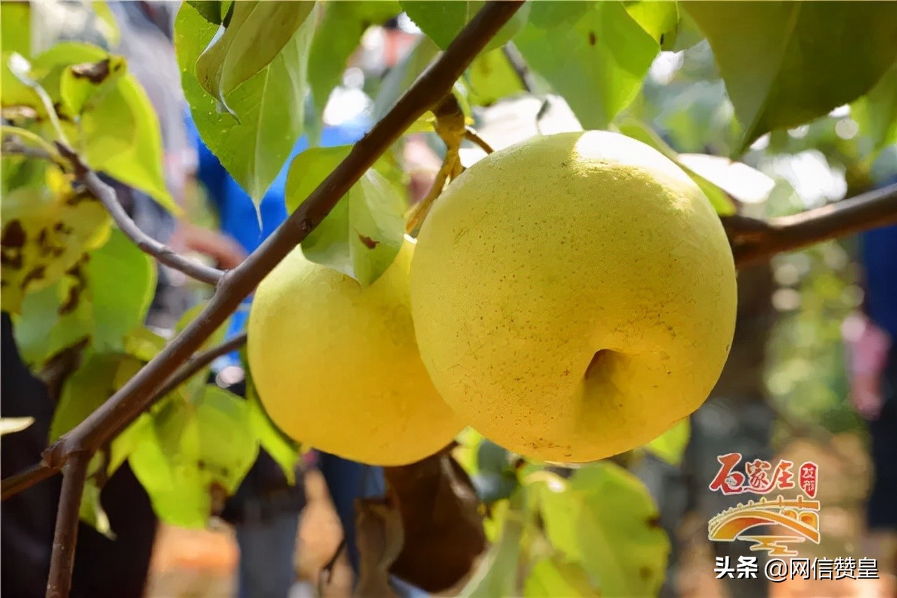 石家庄市农村特产,石家庄市哪里买特产