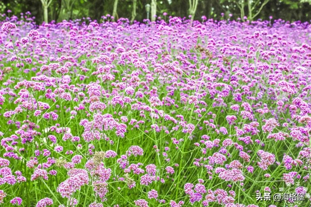 绱壊姊﹀够鑺辨捣鍏洯,娣卞湷鏅綏鏃烘柉2024绱壊鑺辨捣