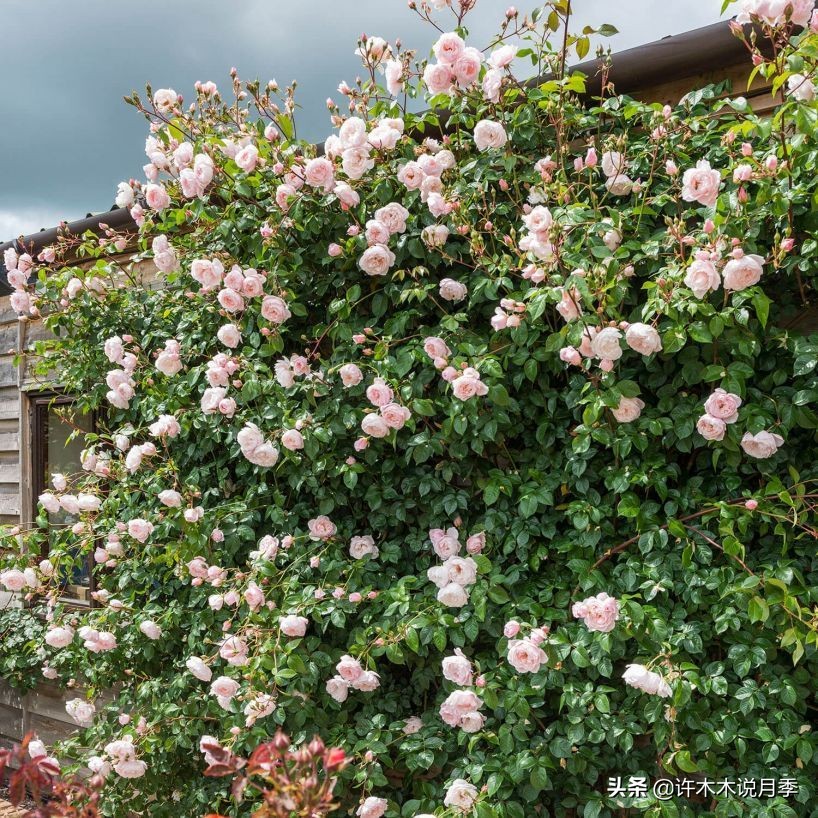最漂亮10种藤本月季品种,50个经典藤本月季品种推荐