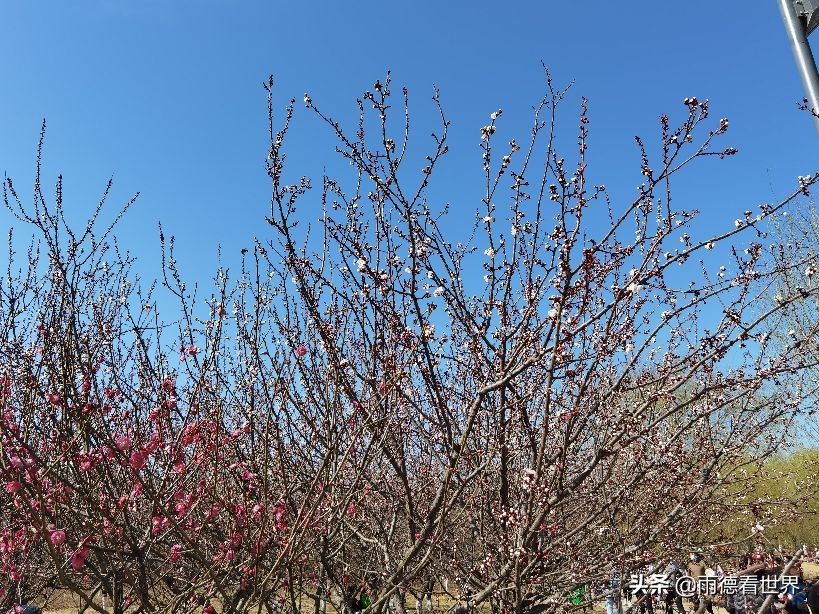河南郑州蝶湖公园,打卡郑州网红蝶湖森林公园