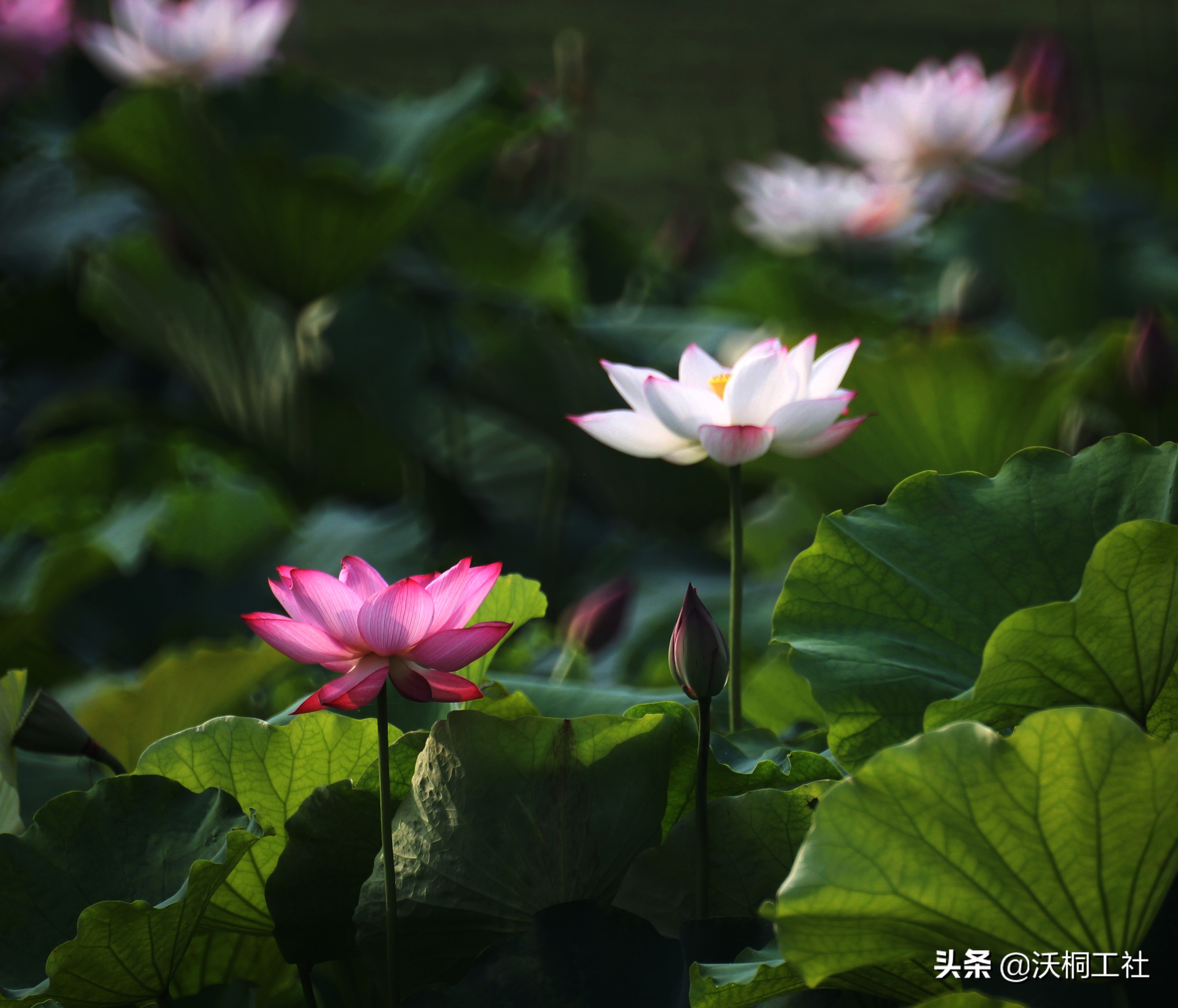 二十四节气花与诗感悟,二十四节气里的梅花诗句