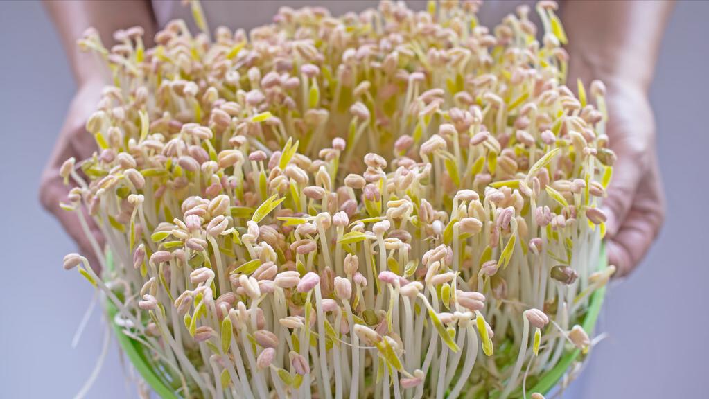 在家怎么发豆芽简单又好吃,自己在家怎么发豆芽最简单