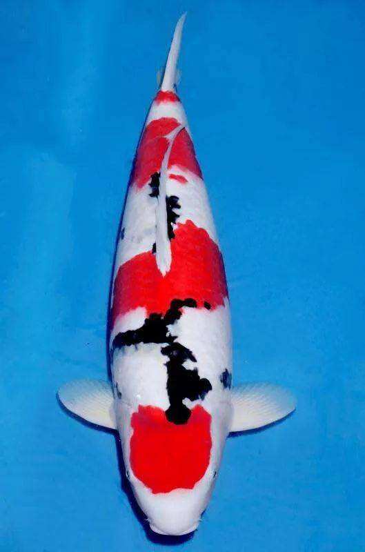 锦鲤烂鳍拒食,锦鲤鱼拒食