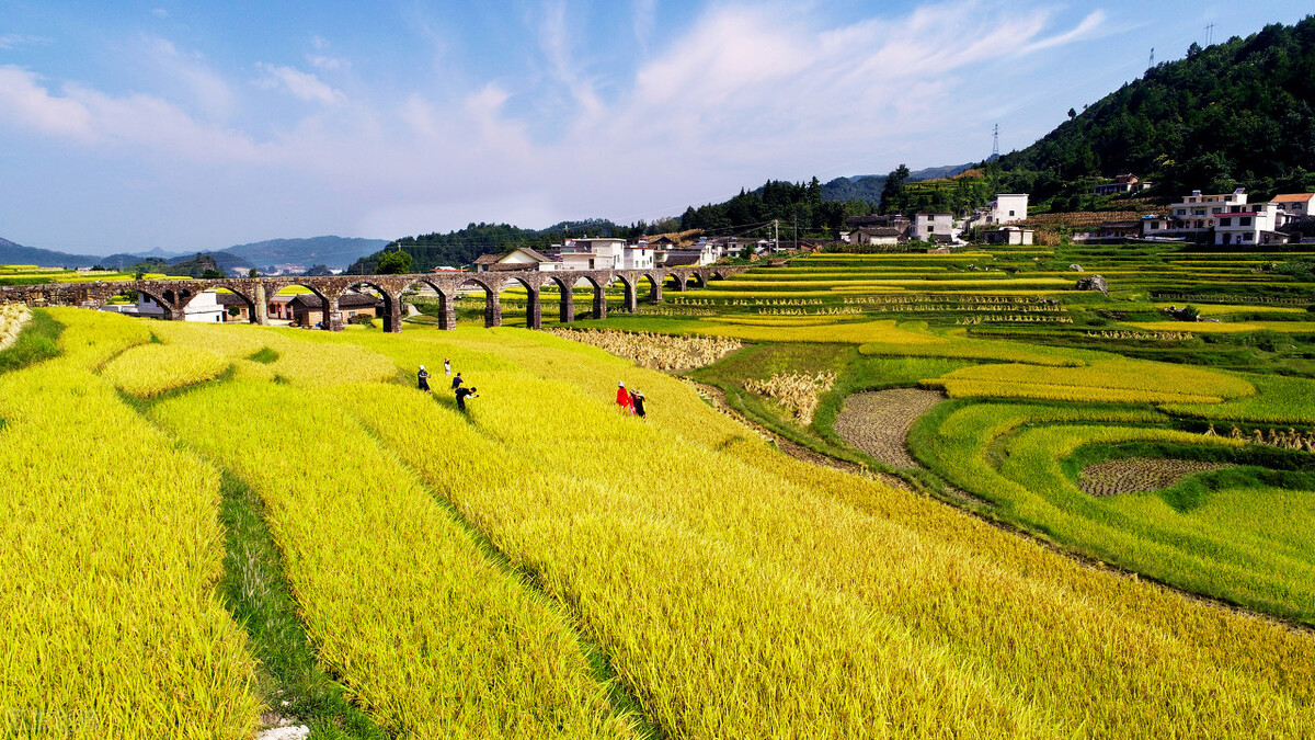 农村插秧干农活真实生活,农村插秧的真实生活
