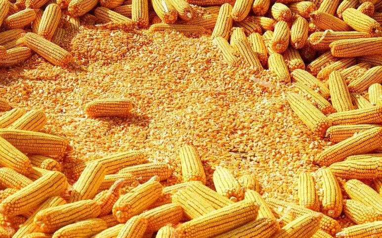 农民直播耕种、锄草、出穗、收获，通过手机把农产品卖到全国