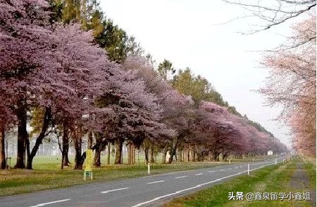 喜报！鑫泉留学学子成功申请日本东京大学