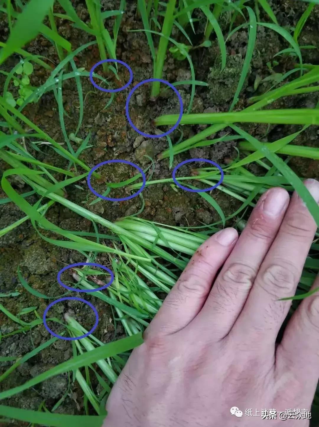 防除稗草,抗性稗草与普通稗草区别