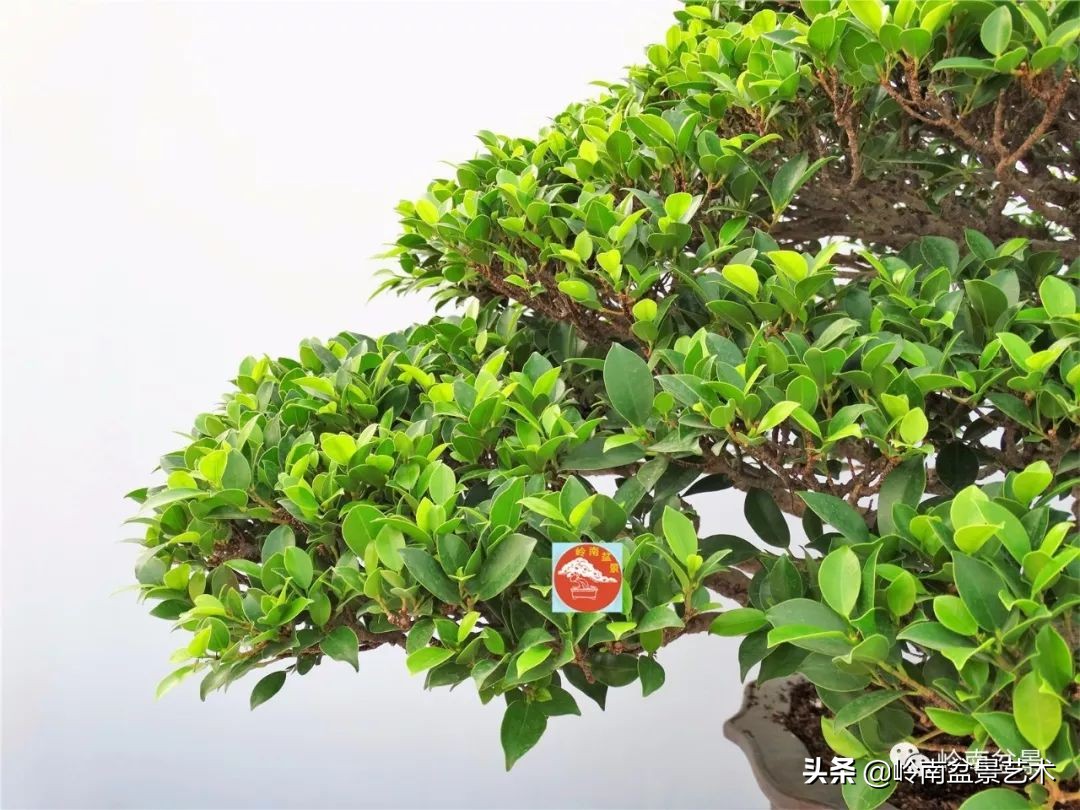 我喜欢的榕树盆景,泉州榕树盆景