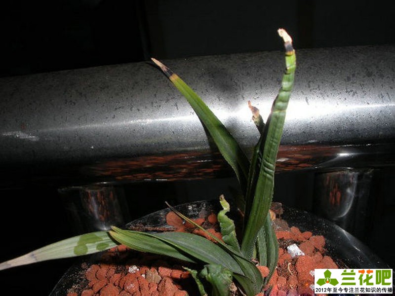 兰花水晶艺的养护方法,兰花水晶艺施什么肥