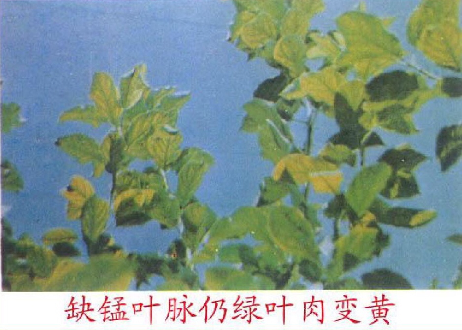 edta螯合微量元素对植物的影响,edta螯合微量元素使用禁忌