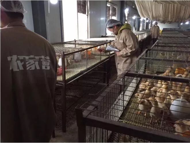 农村创业养土鸡技术方案设计,农村养殖土鸡怎么赚钱