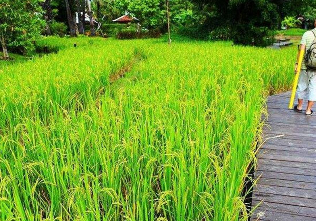 水稻淹水的正确方法,水稻泡田的作用