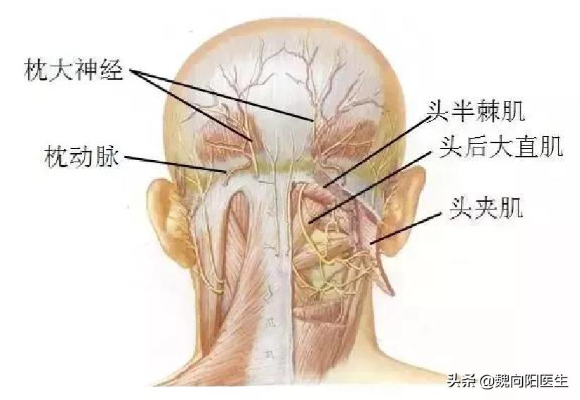 经常头痛是由什么引起的呢,我们感受到的头痛实际是什么原因