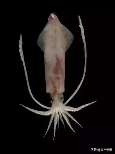 硬核科普全部,硬核科普大全视频