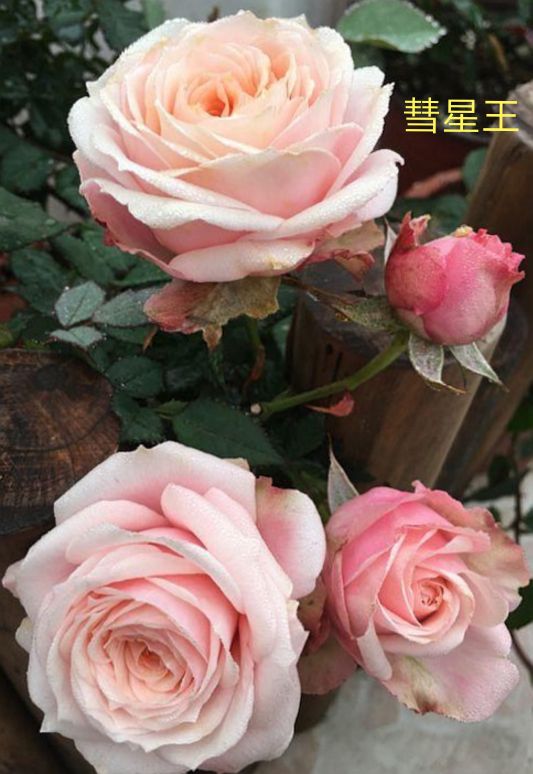 阳台系列月季品种大全,微型月季藤本月季