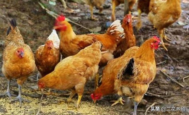 如何判断小鸡病,小鸡病大全及治疗方法